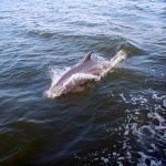Dolphin Sailing Cruise OBX