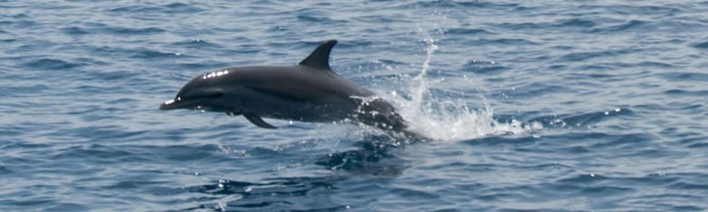 Dolphin Cruise Gift Certificates Dolphin Cruise Gift Certificates
