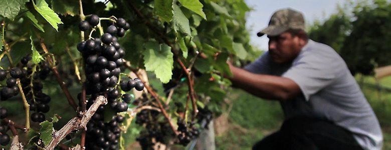 About Sanctuary Vineyards About Sanctuary Vineyards