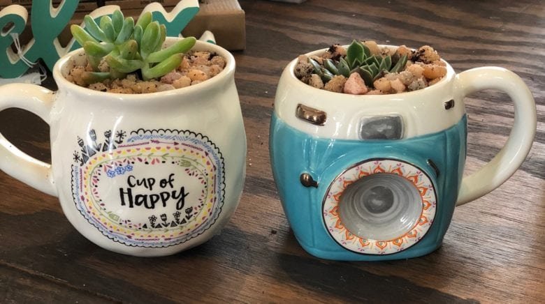 Plant a Succulent Party at Waves Village Plant a Succulent Party at Waves Village